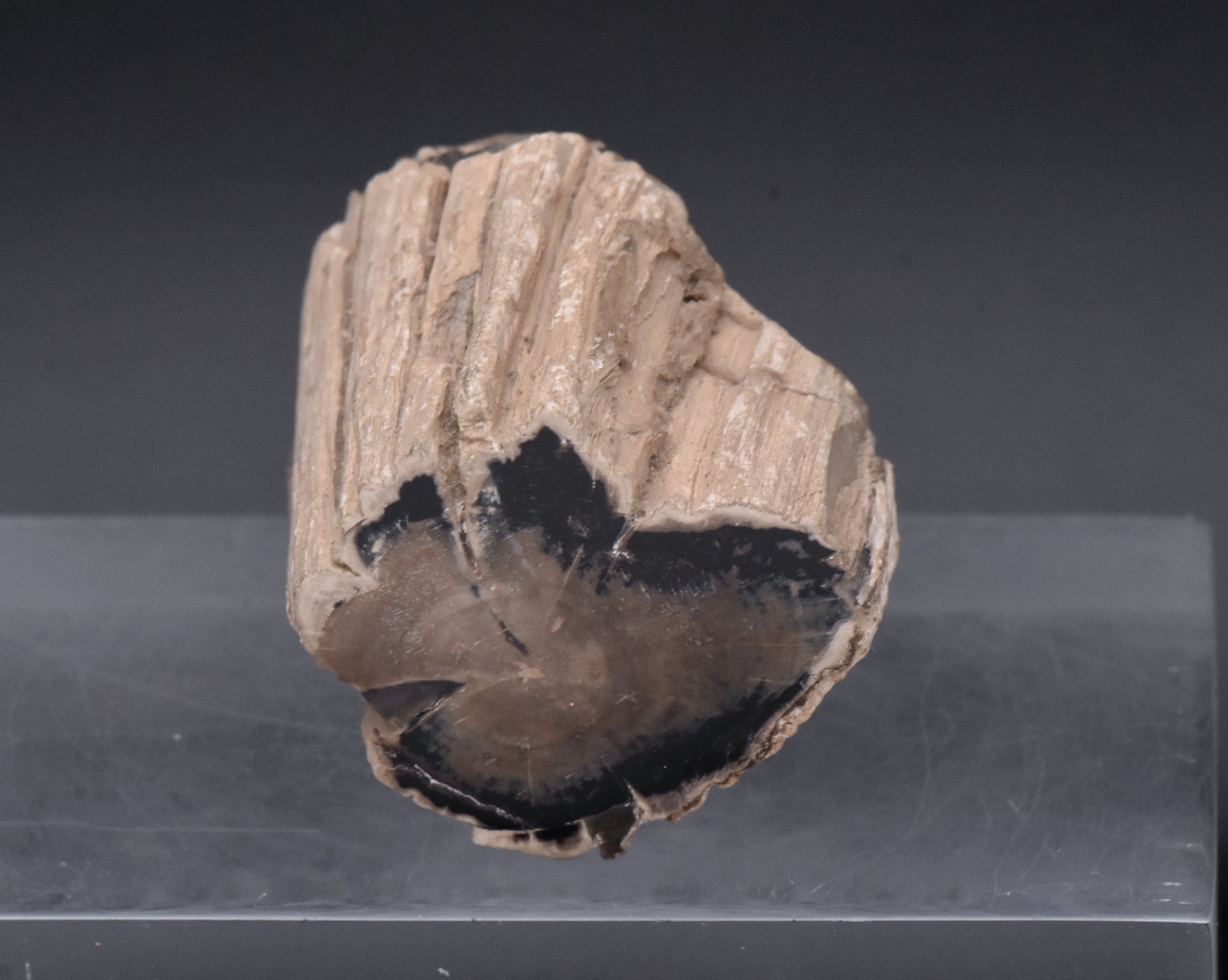 Petrified Wood Specimen - 51g