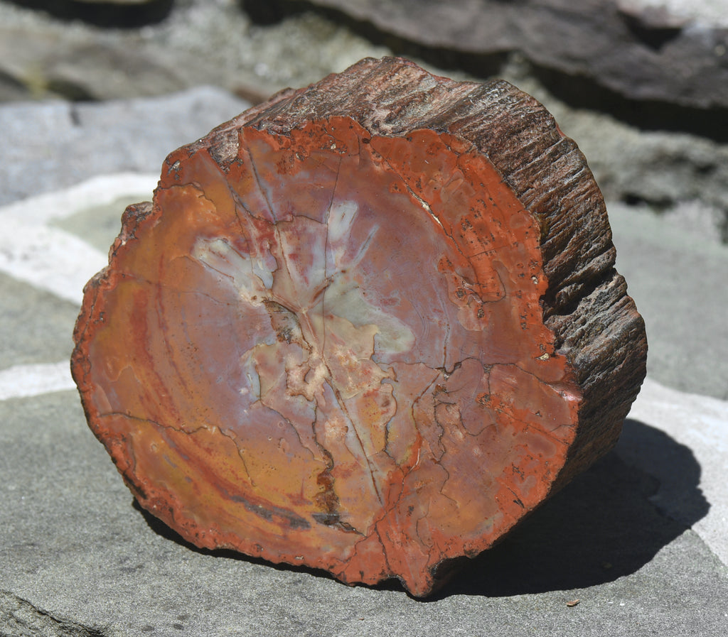 Petrified Wood Log - 5.8 Pounds!