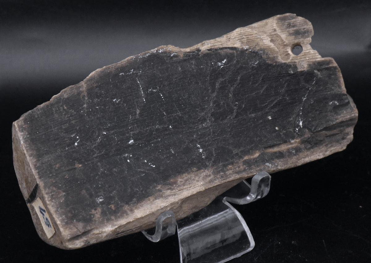 Raw Petrified Wood Specimen