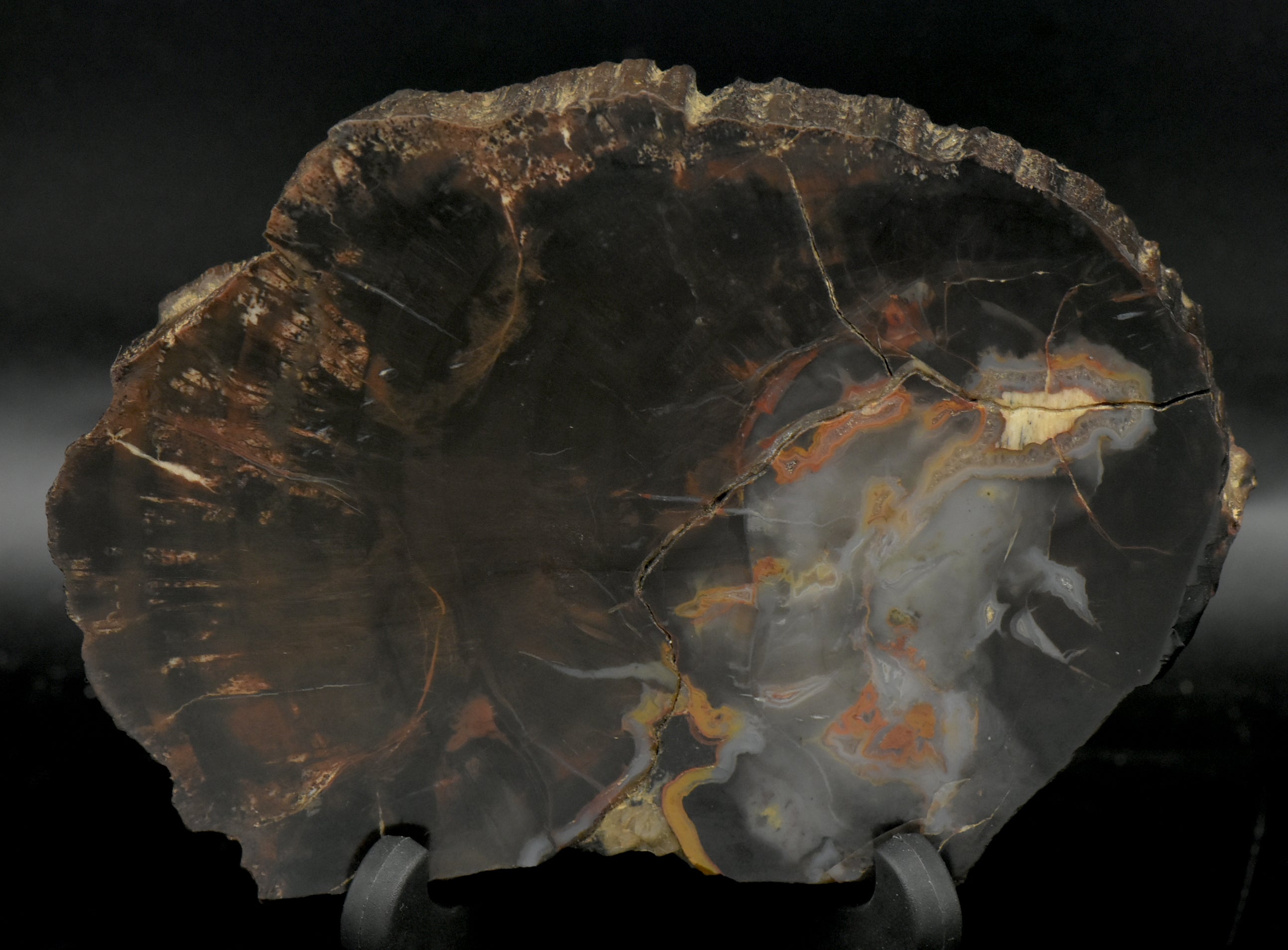 Petrified Wood Cross Cut Slab - 331g