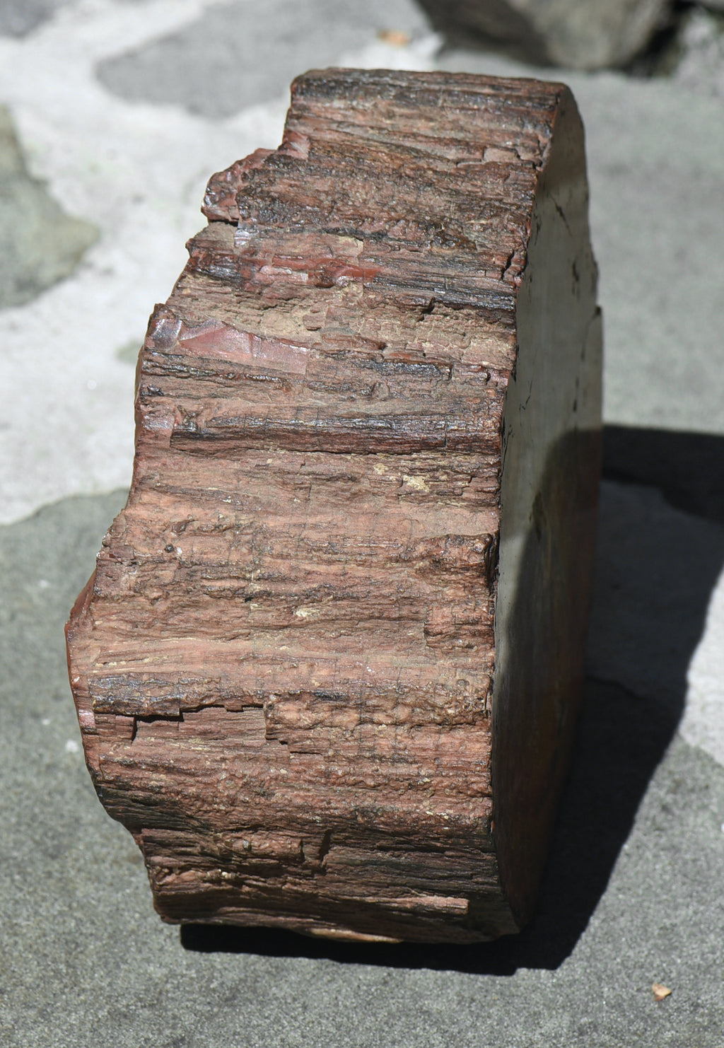 Petrified Wood Log - 5.8 Pounds!