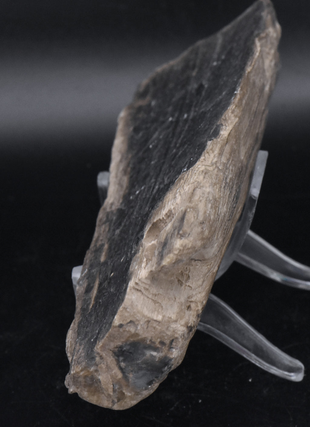 Raw Petrified Wood Specimen