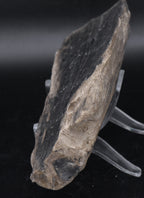 Raw Petrified Wood Specimen