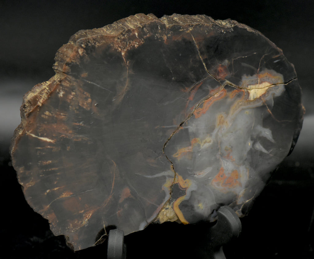 Petrified Wood Cross Cut Slab - 331g