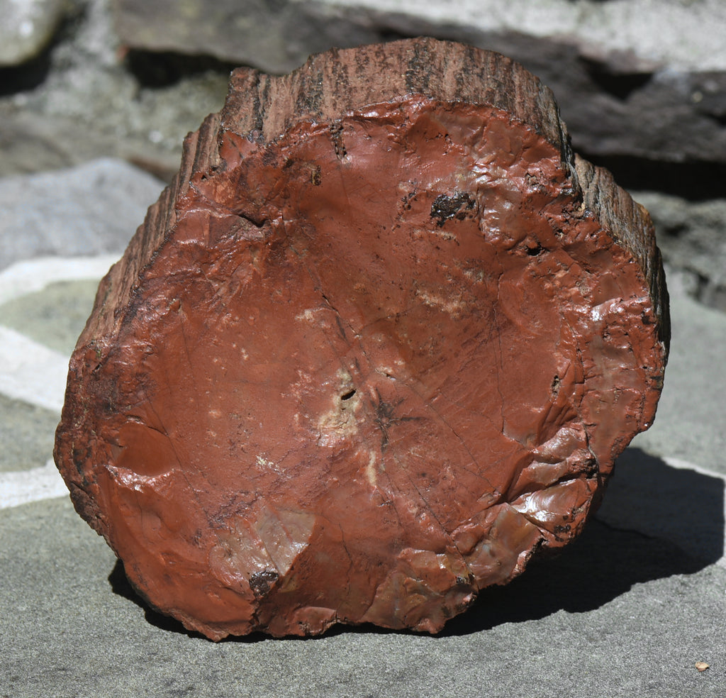 Petrified Wood Log - 5.8 Pounds!