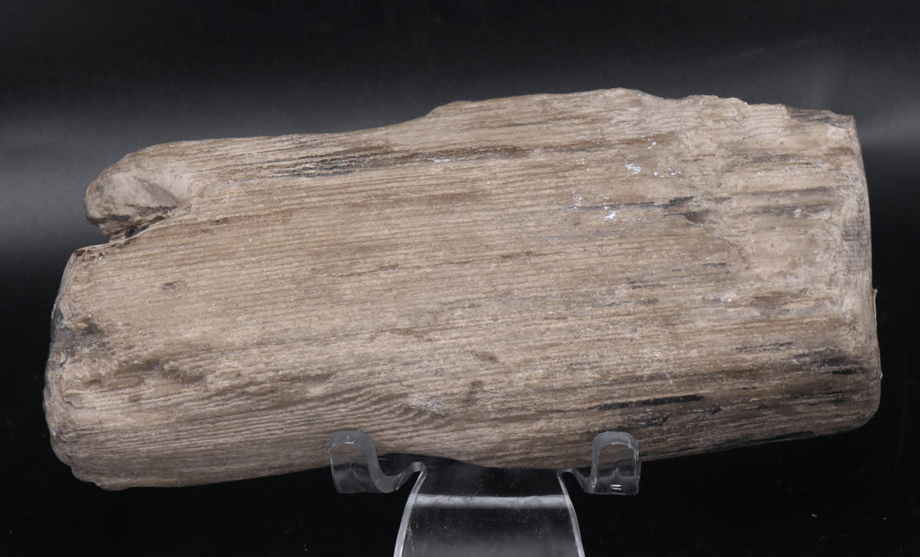 Raw Petrified Wood Specimen