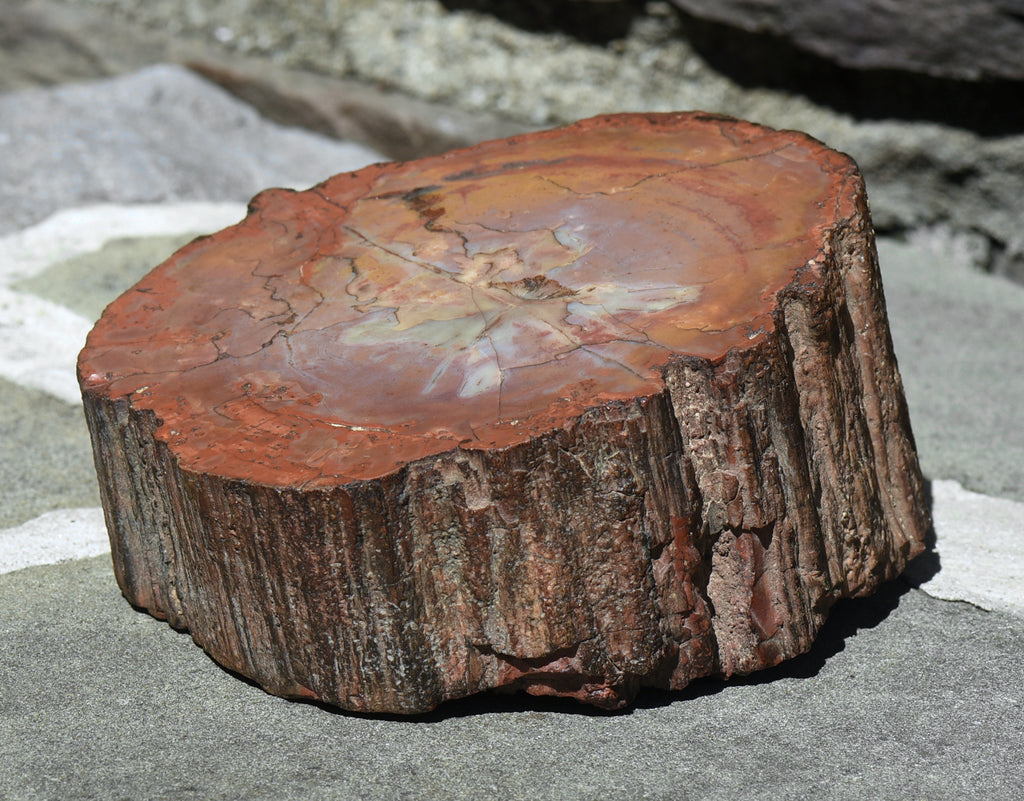 Petrified Wood Log - 5.8 Pounds!