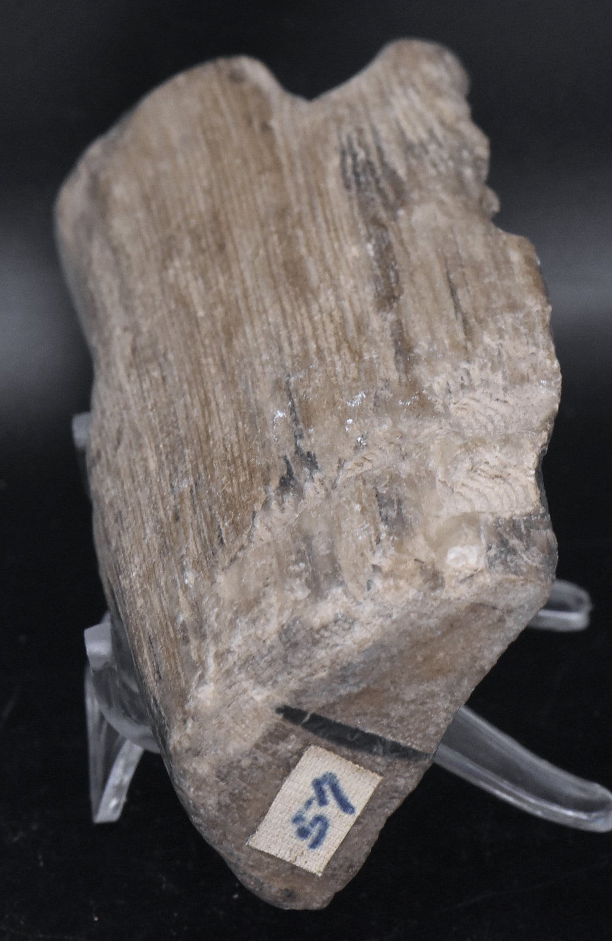 Raw Petrified Wood Specimen
