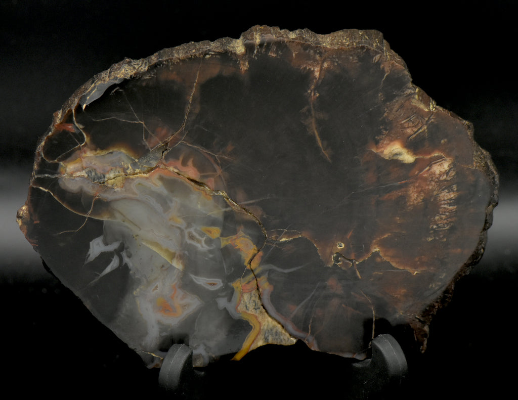 Petrified Wood Cross Cut Slab - 331g