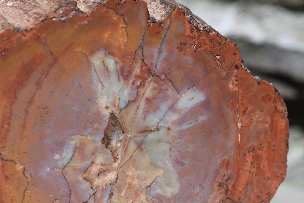Petrified Wood Log - 5.8 Pounds!
