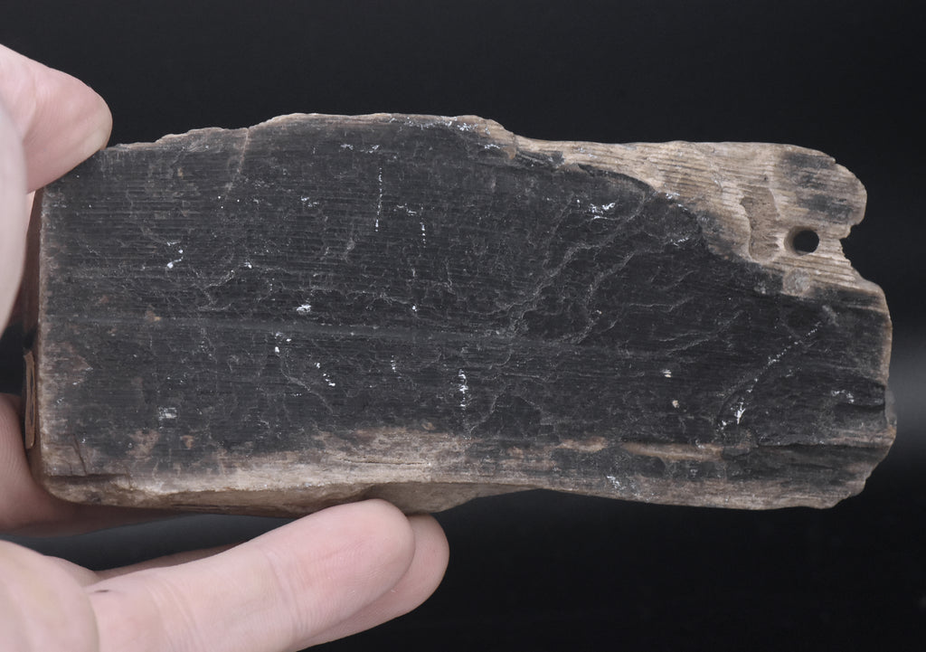 Raw Petrified Wood Specimen
