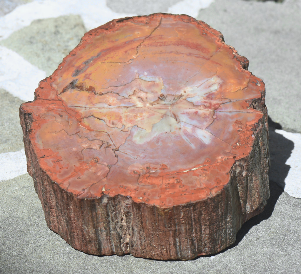 Petrified Wood Log - 5.8 Pounds!