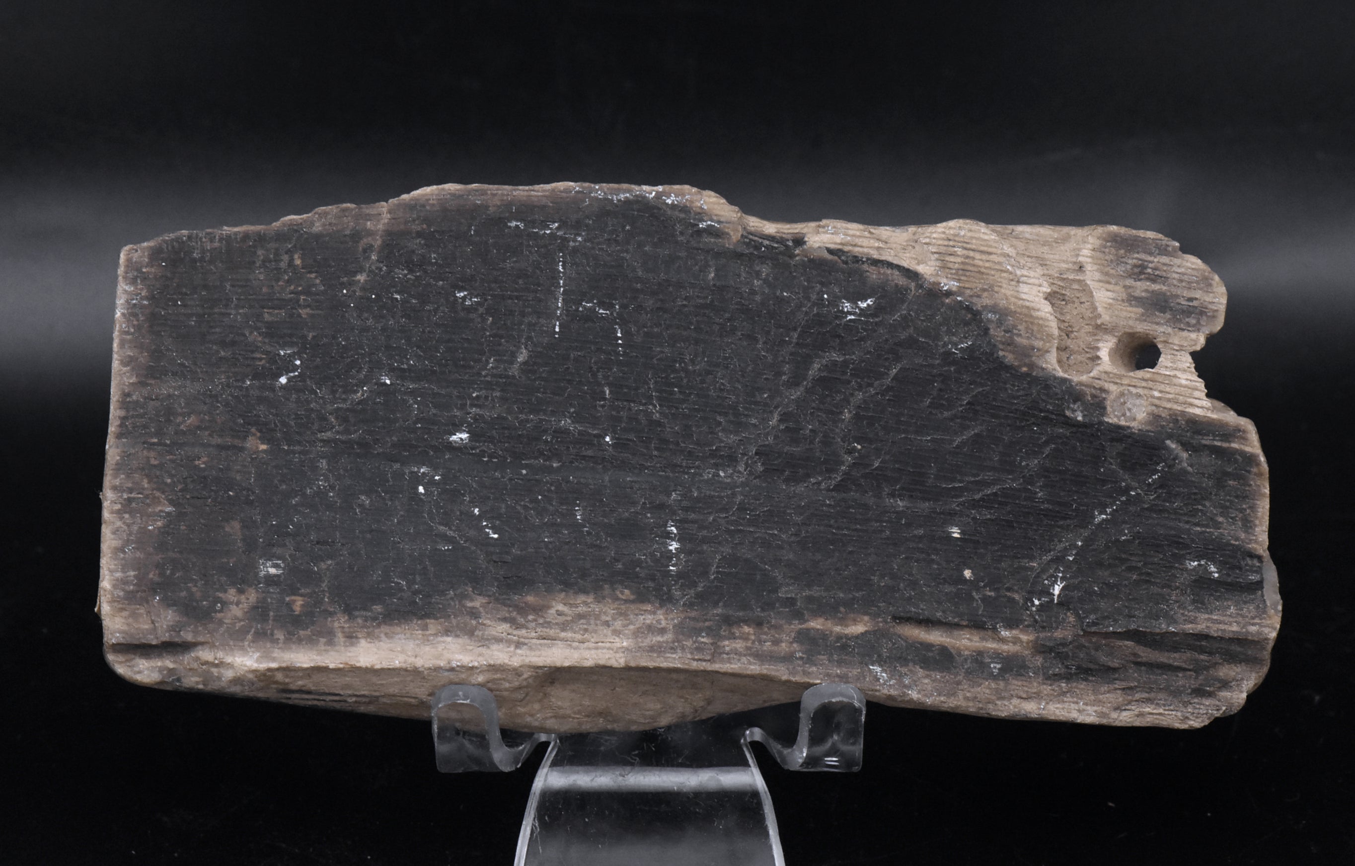 Raw Petrified Wood Specimen