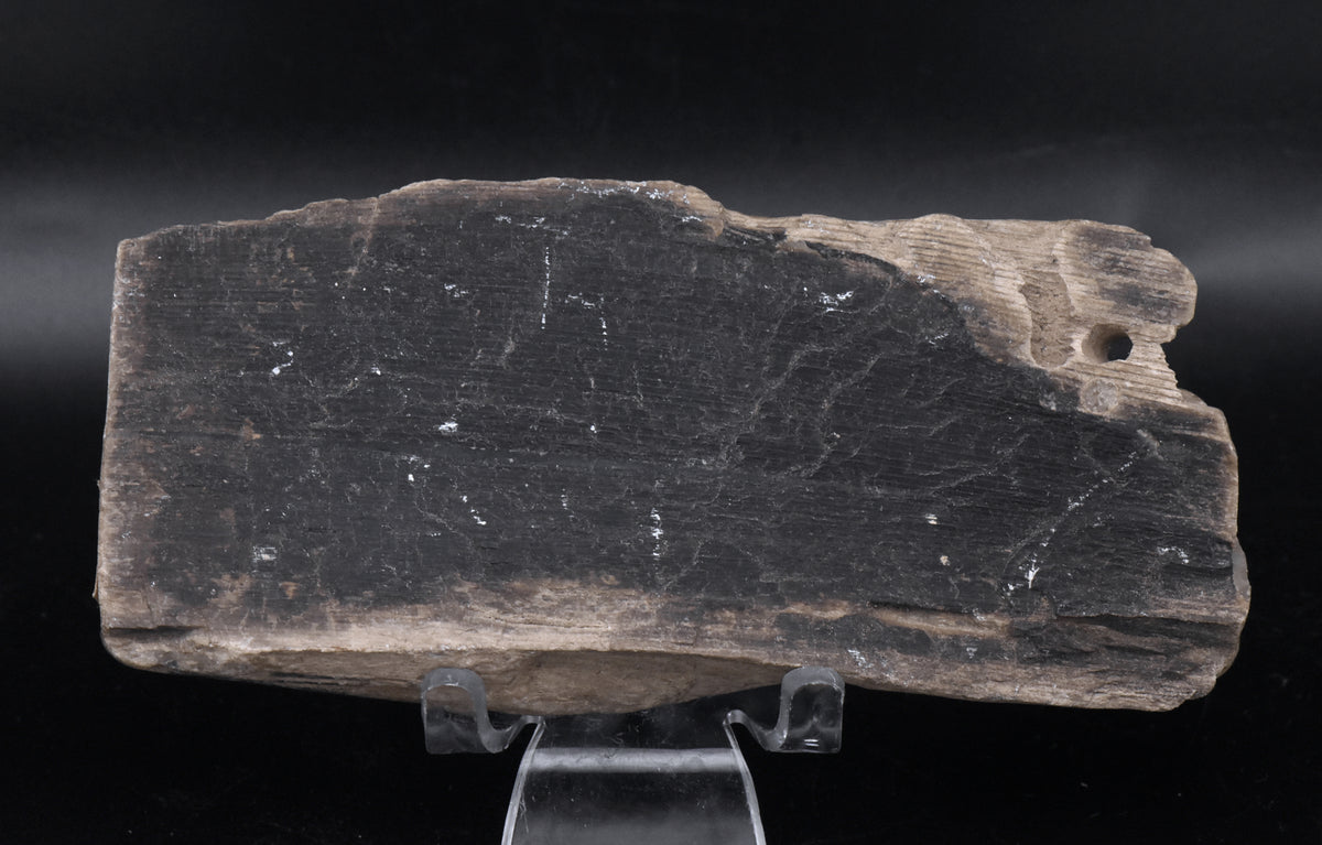 Raw Petrified Wood Specimen