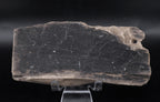 Raw Petrified Wood Specimen