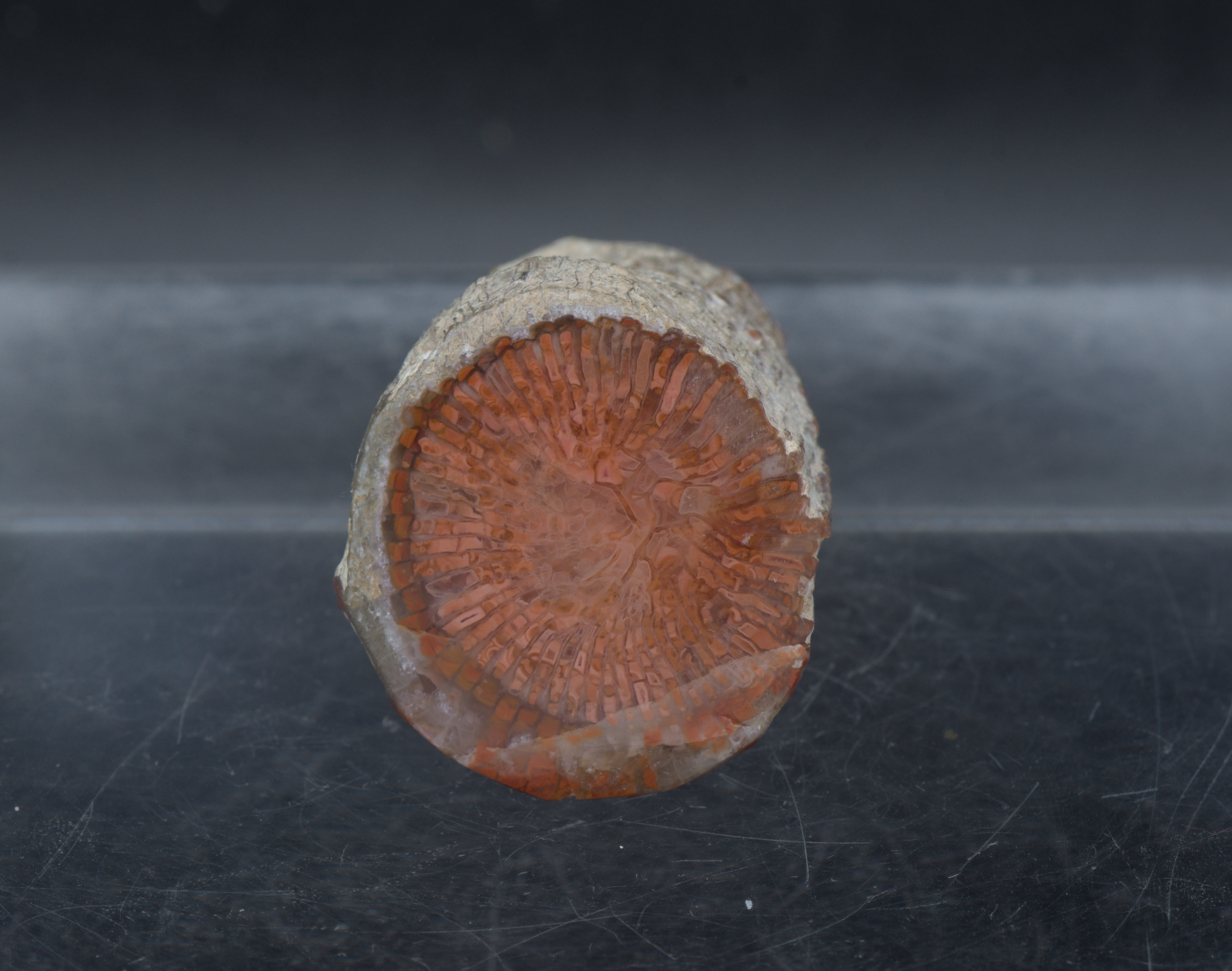 Red Horn Coral Fossil Mineral Specimen  - 25g