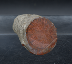 Red Horn Coral Fossil Mineral Specimen  - 25g