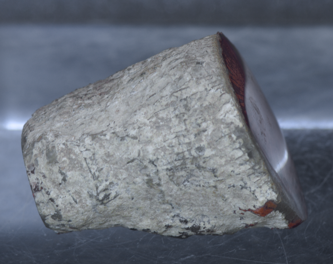 Red Horn Coral Fossil Mineral Specimen  - 25g