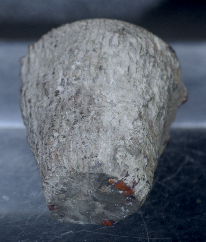 Red Horn Coral Fossil Mineral Specimen  - 25g