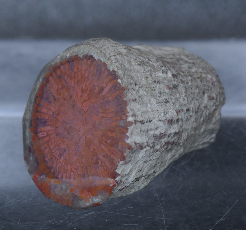 Red Horn Coral Fossil Mineral Specimen  - 25g