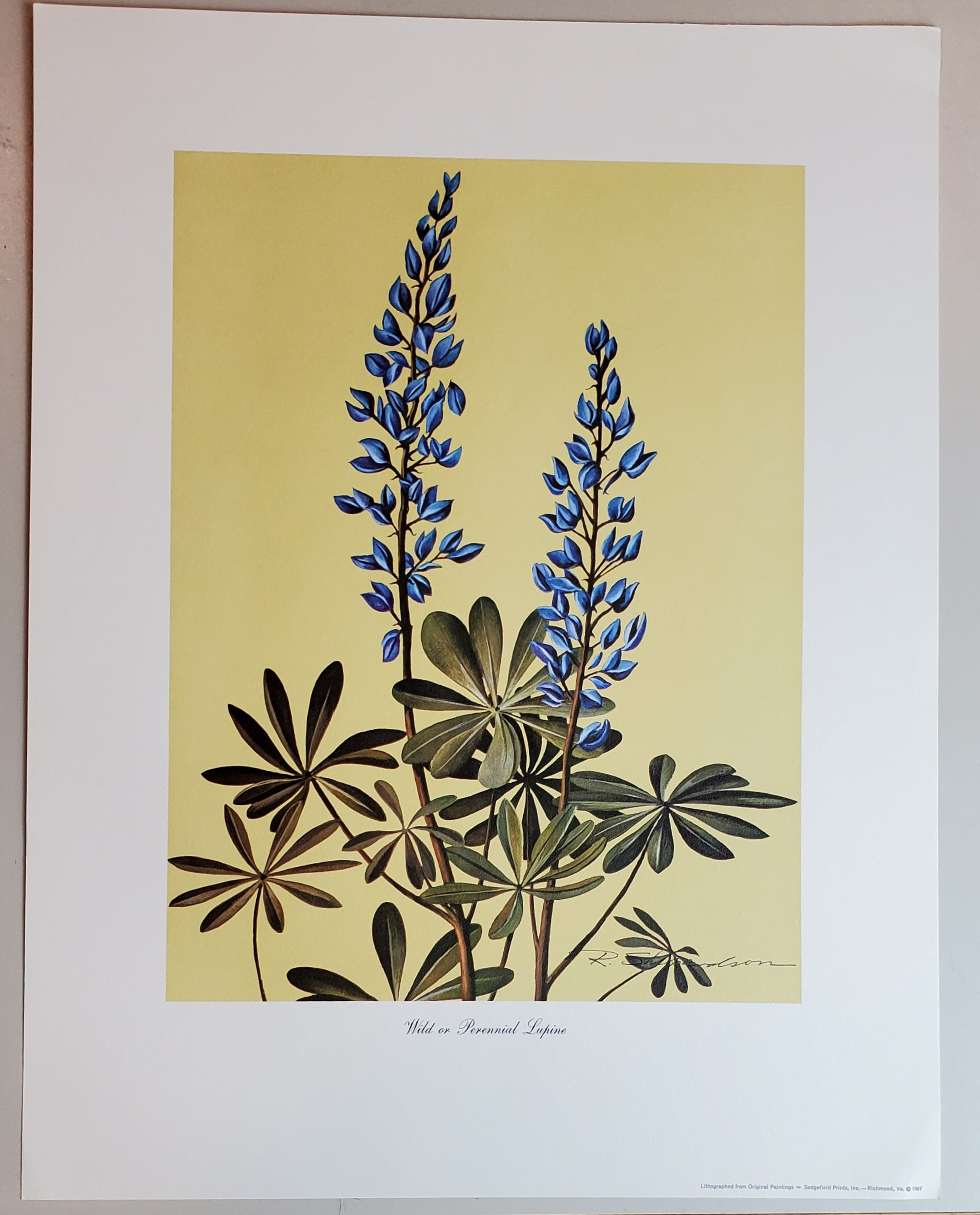 Wild Flowers of Virginia - Vintage Portfolio of 8 Lithograph Prints Suitable for Framing