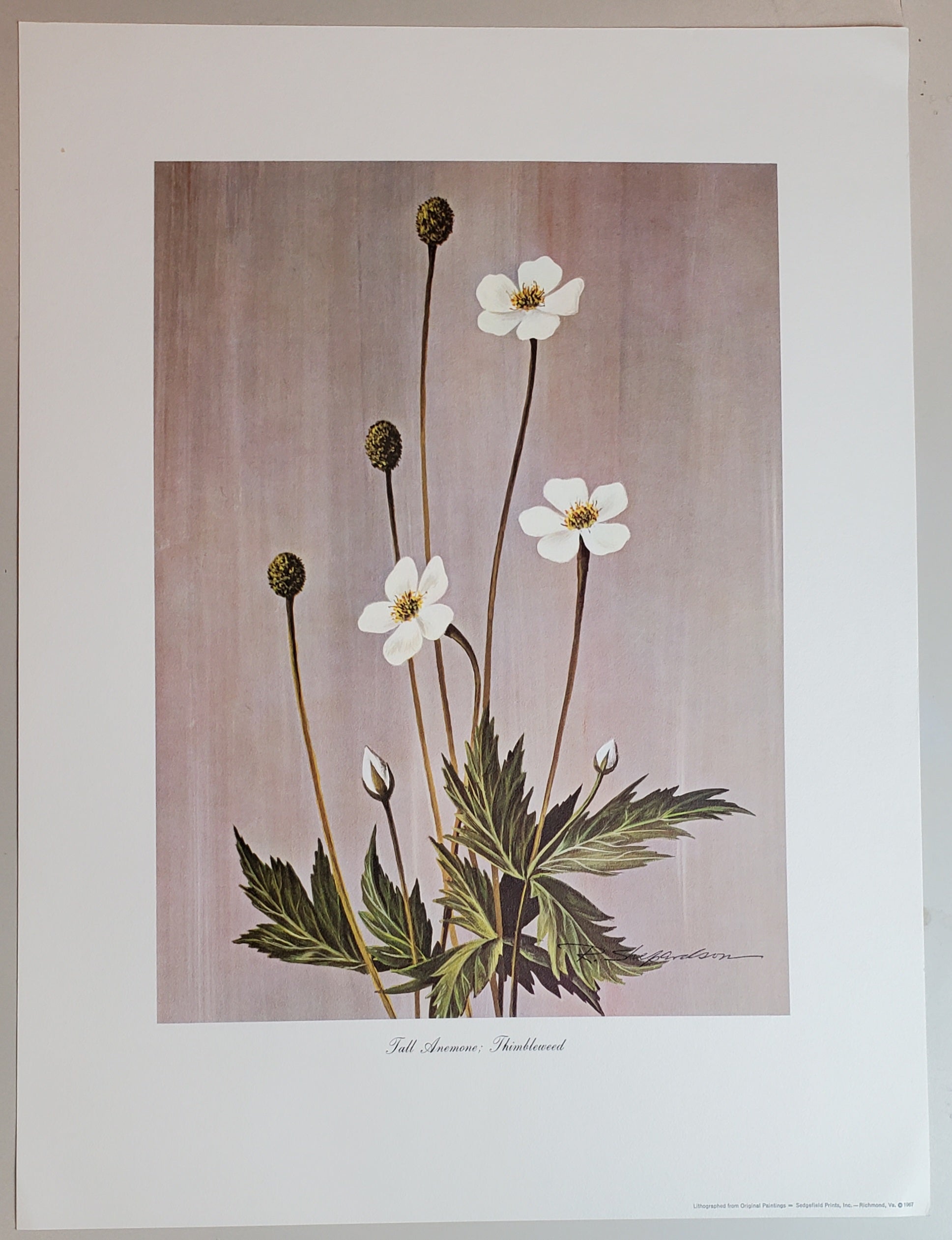 Wild Flowers of Virginia - Vintage Portfolio of 8 Lithograph Prints Suitable for Framing