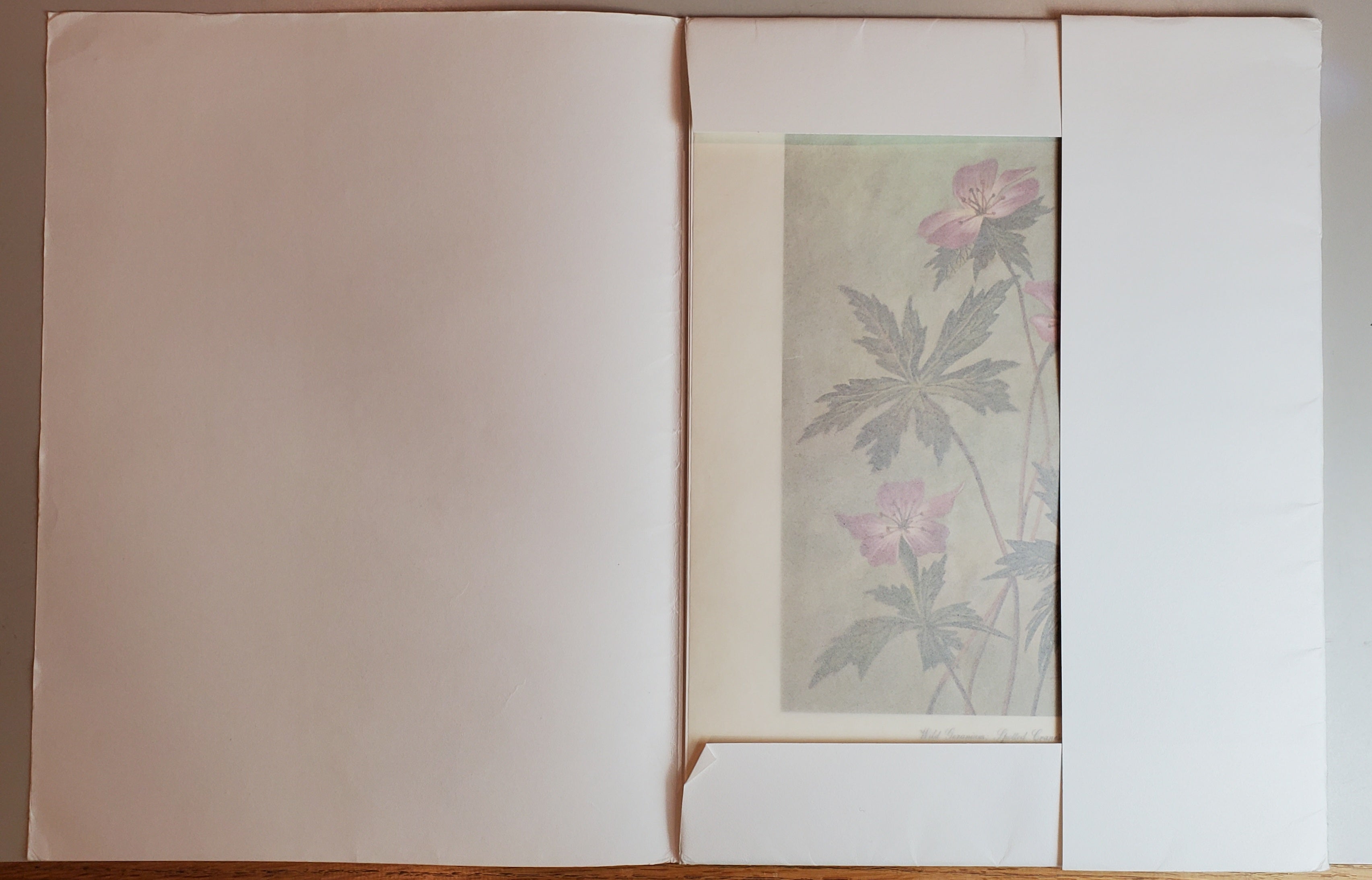 Wild Flowers of Virginia - Vintage Portfolio of 8 Lithograph Prints Suitable for Framing