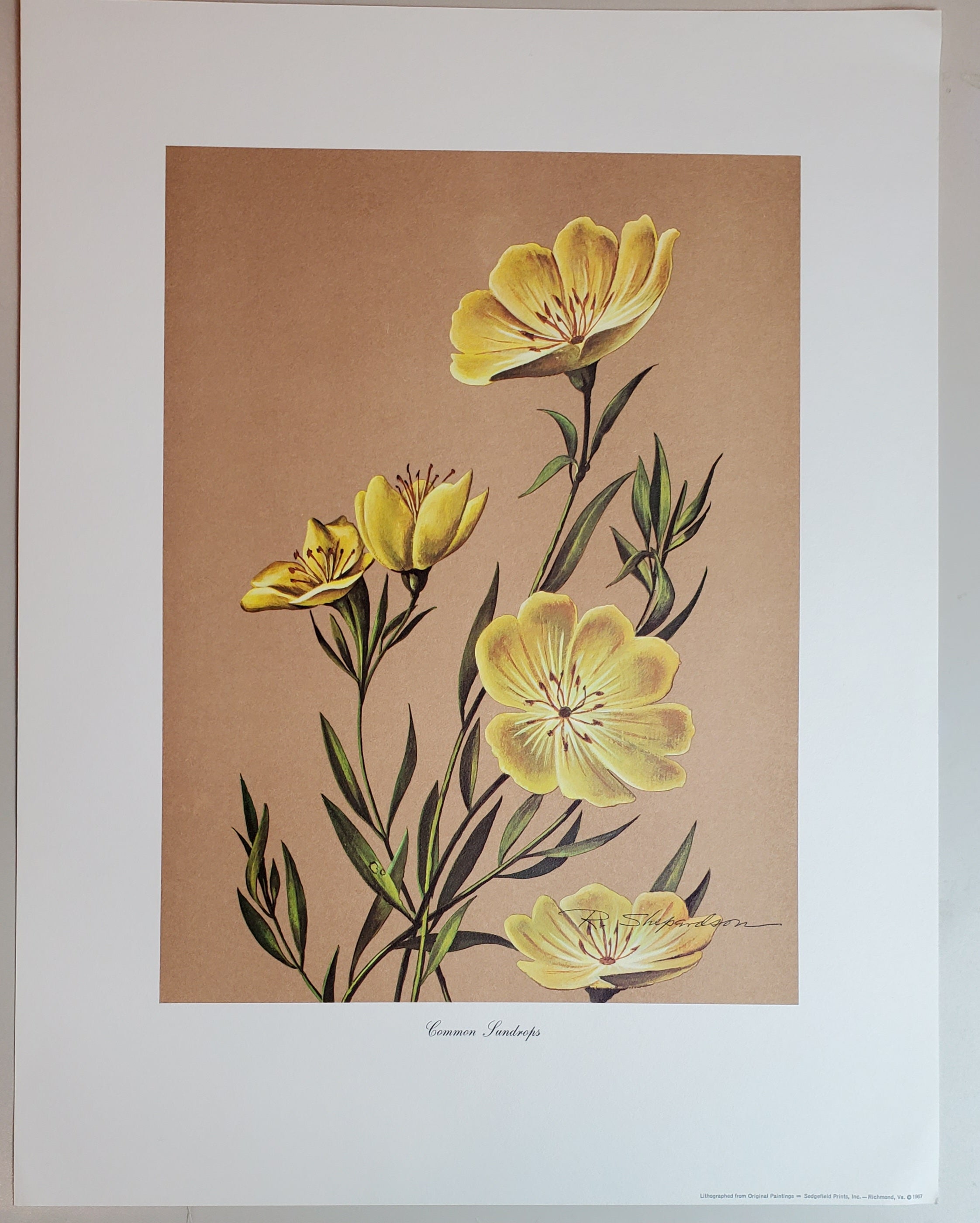 Wild Flowers of Virginia - Vintage Portfolio of 8 Lithograph Prints Suitable for Framing