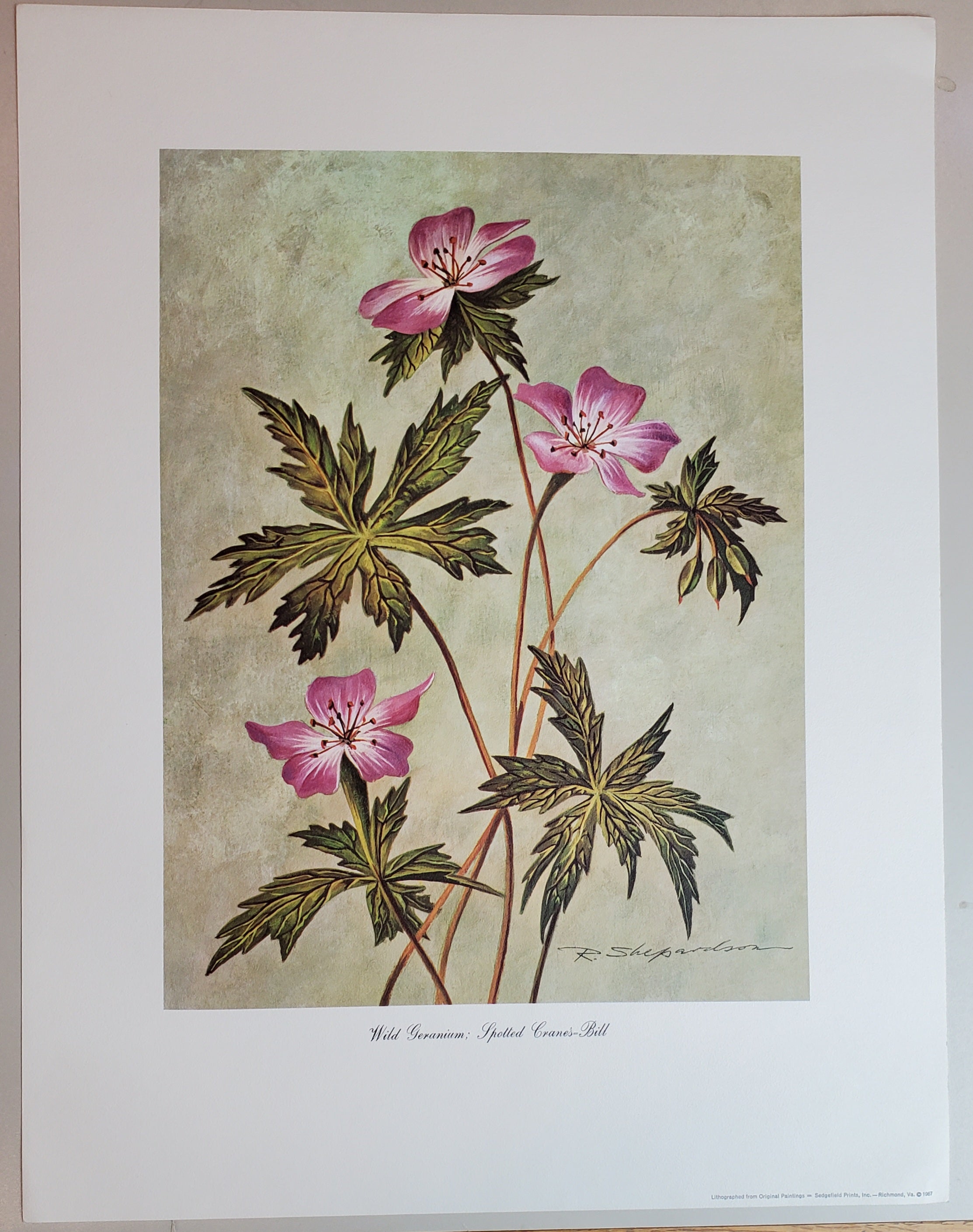 Wild Flowers of Virginia - Vintage Portfolio of 8 Lithograph Prints Suitable for Framing