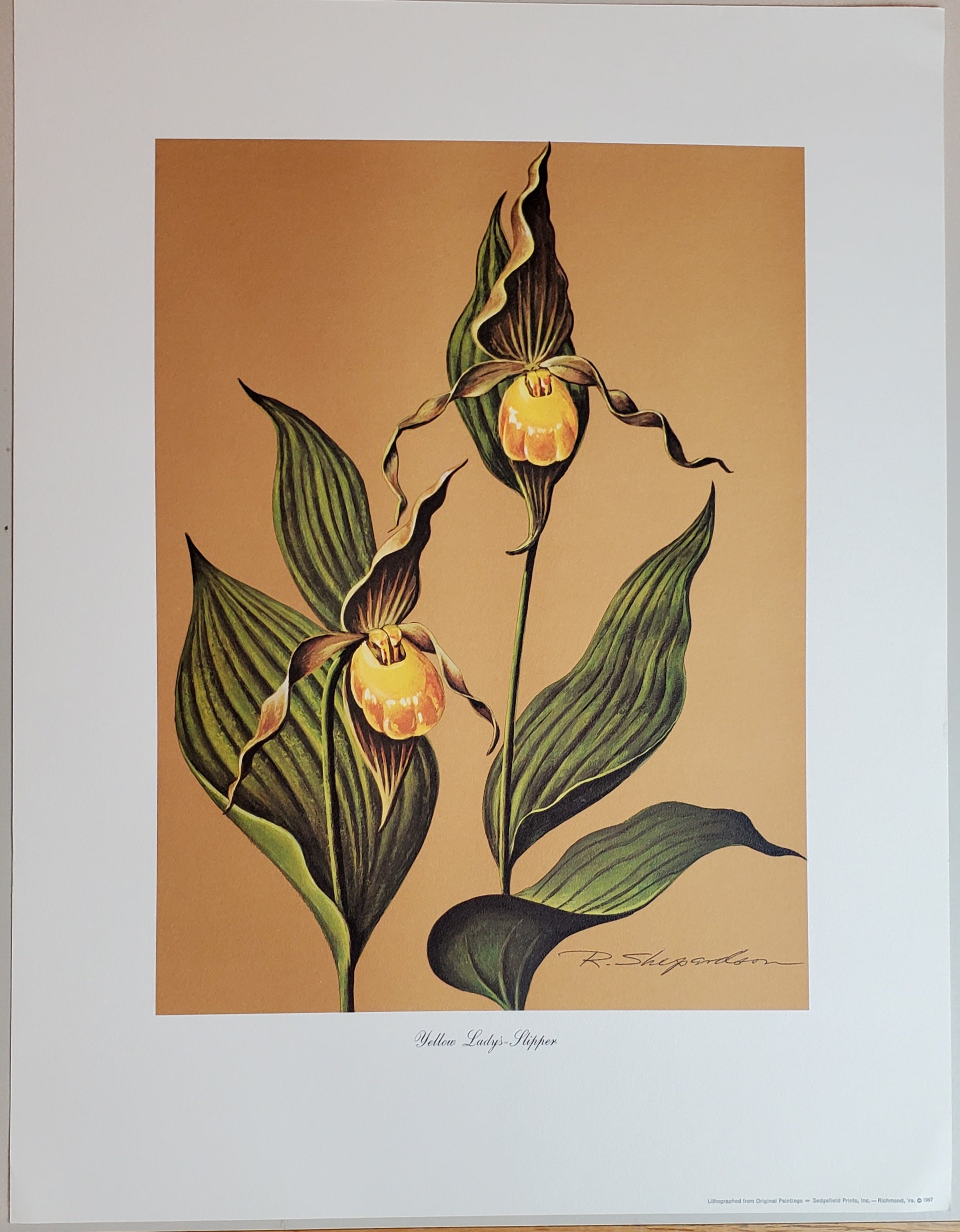 Wild Flowers of Virginia - Vintage Portfolio of 8 Lithograph Prints Suitable for Framing