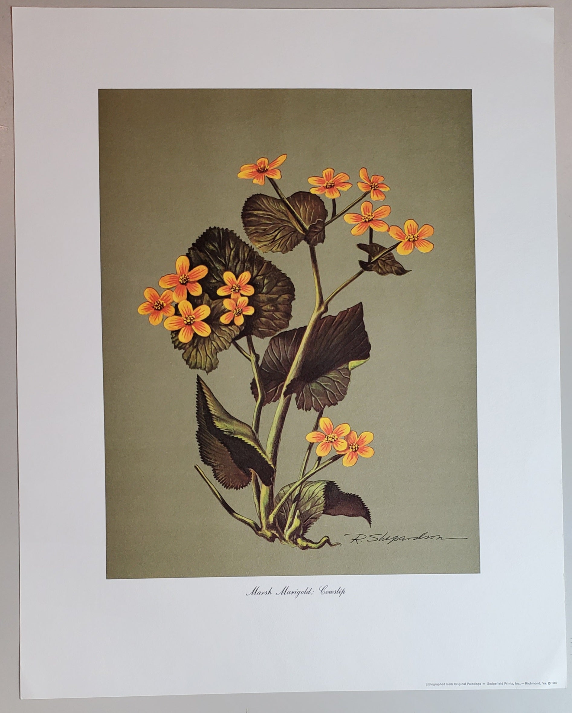 Wild Flowers of Virginia - Vintage Portfolio of 8 Lithograph Prints Suitable for Framing