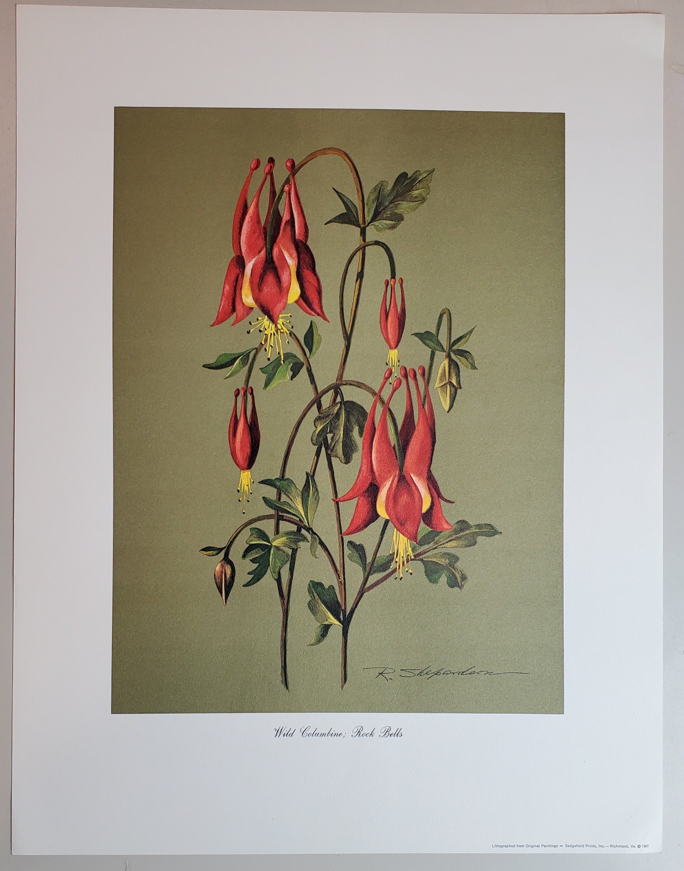 Wild Flowers of Virginia - Vintage Portfolio of 8 Lithograph Prints Suitable for Framing
