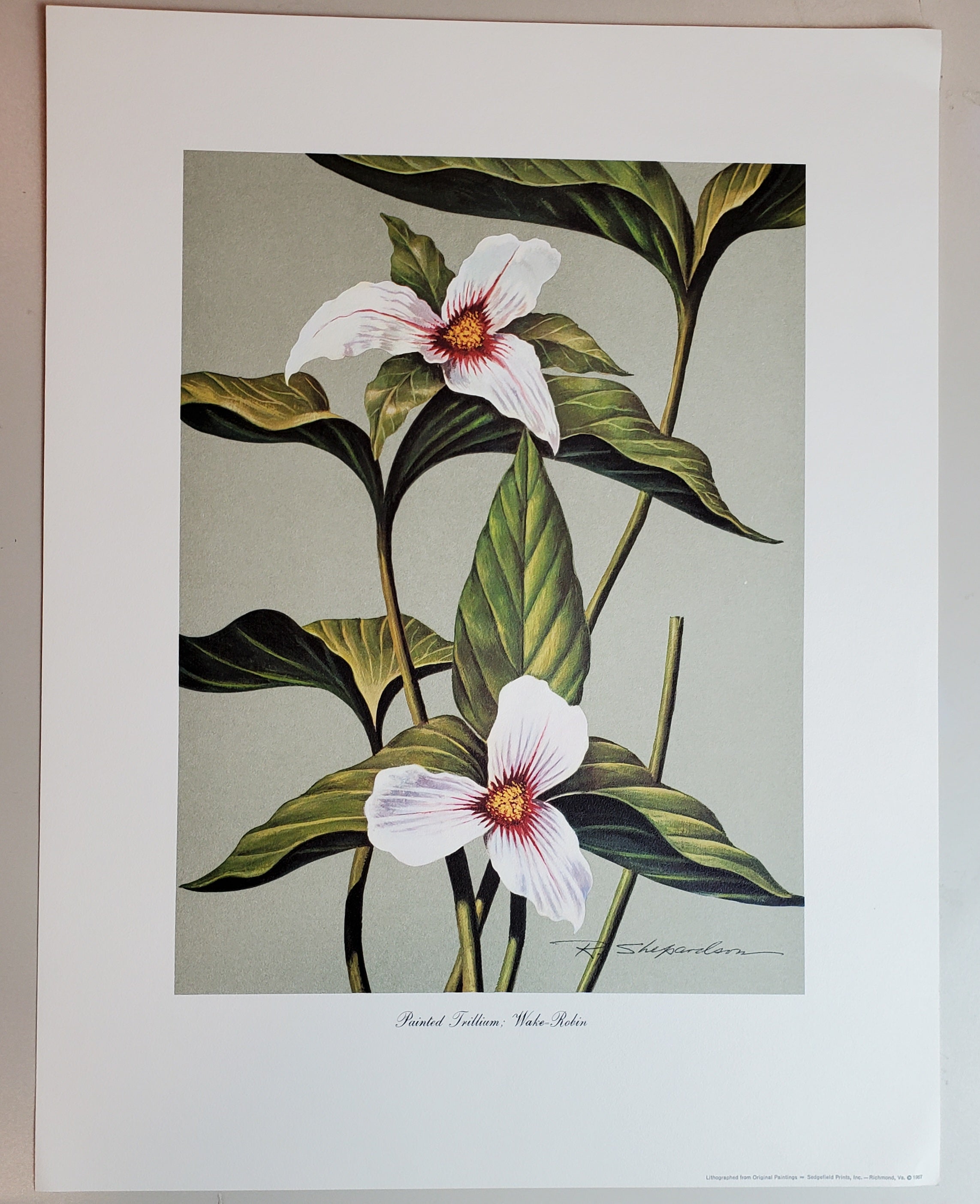 Wild Flowers of Virginia - Vintage Portfolio of 8 Lithograph Prints Suitable for Framing