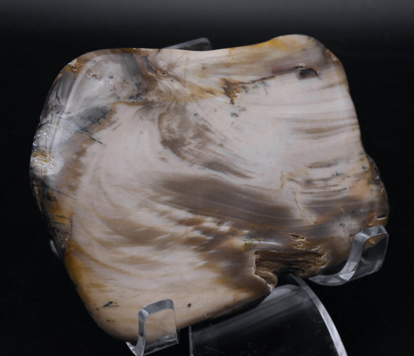 Polished Petrified Wood Slice - Oregon, USA