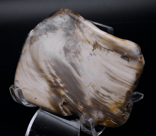 Polished Petrified Wood Slice - Oregon, USA