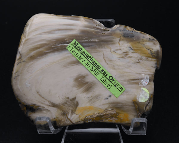 Polished Petrified Wood Slice - Oregon, USA