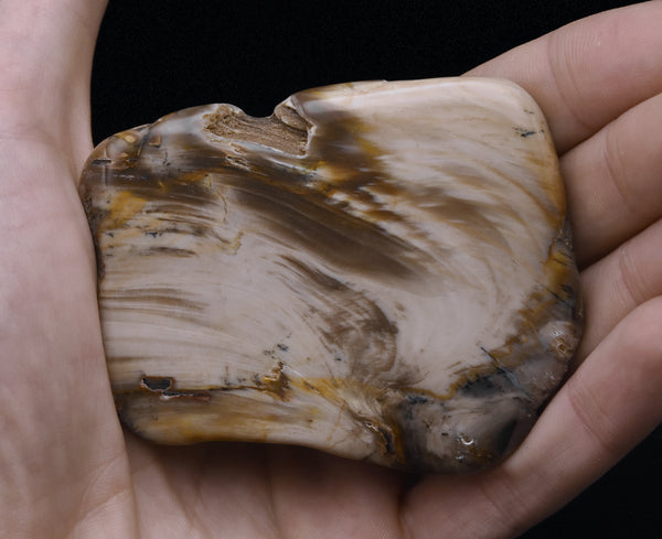 Polished Petrified Wood Slice - Oregon, USA