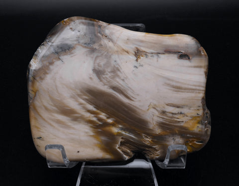 Polished Petrified Wood Slice - Oregon, USA