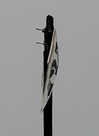 Running Bear - Handmade Vintage Sterling Silver Octagonal Hut Scene Earrings