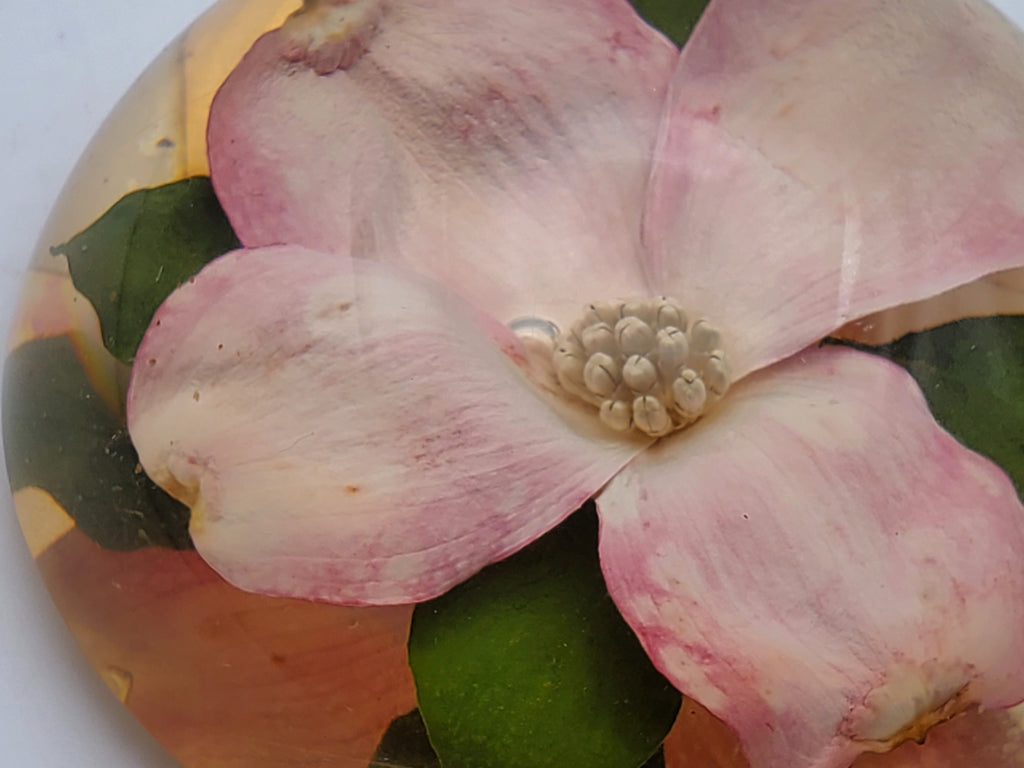 Vintage Dogwood Flower Encase in Resin Dome Paperweight