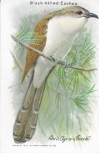 "Useful Birds of America" Vintage 1930s Lithograph Card Collection