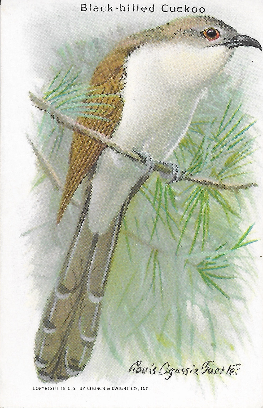 "Useful Birds of America" Vintage 1930s Lithograph Card Collection