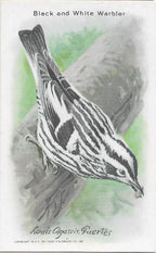 "Useful Birds of America" Vintage 1930s Lithograph Card Collection