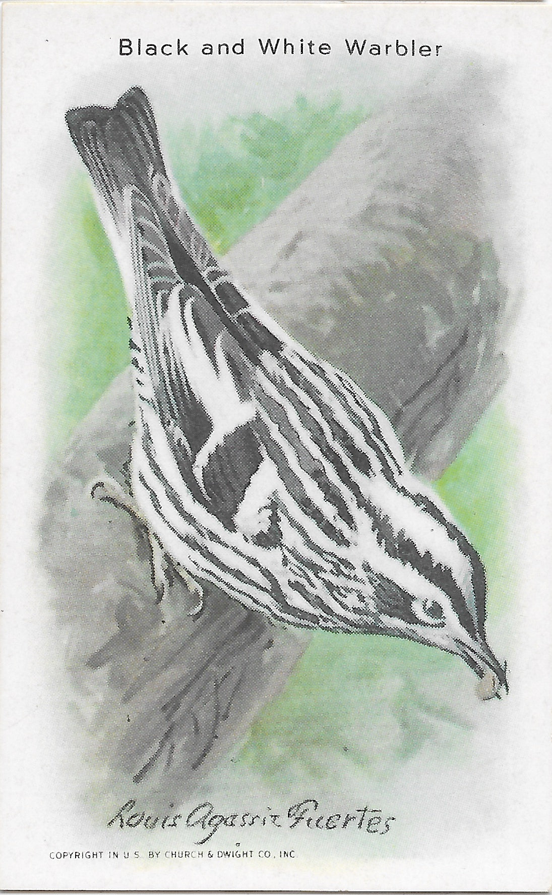 "Useful Birds of America" Vintage 1930s Lithograph Card Collection