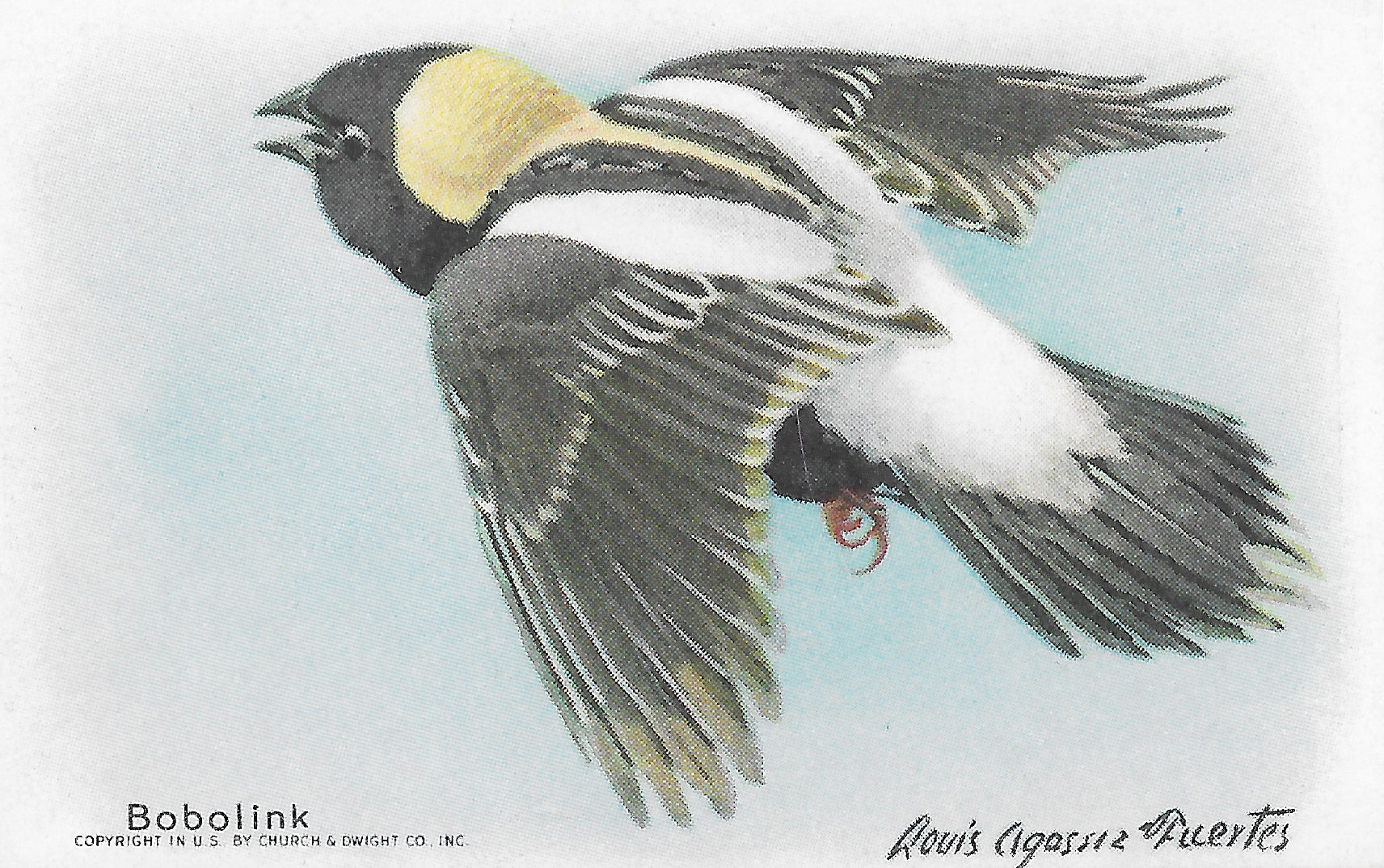 "Useful Birds of America" Vintage 1930s Lithograph Card Collection