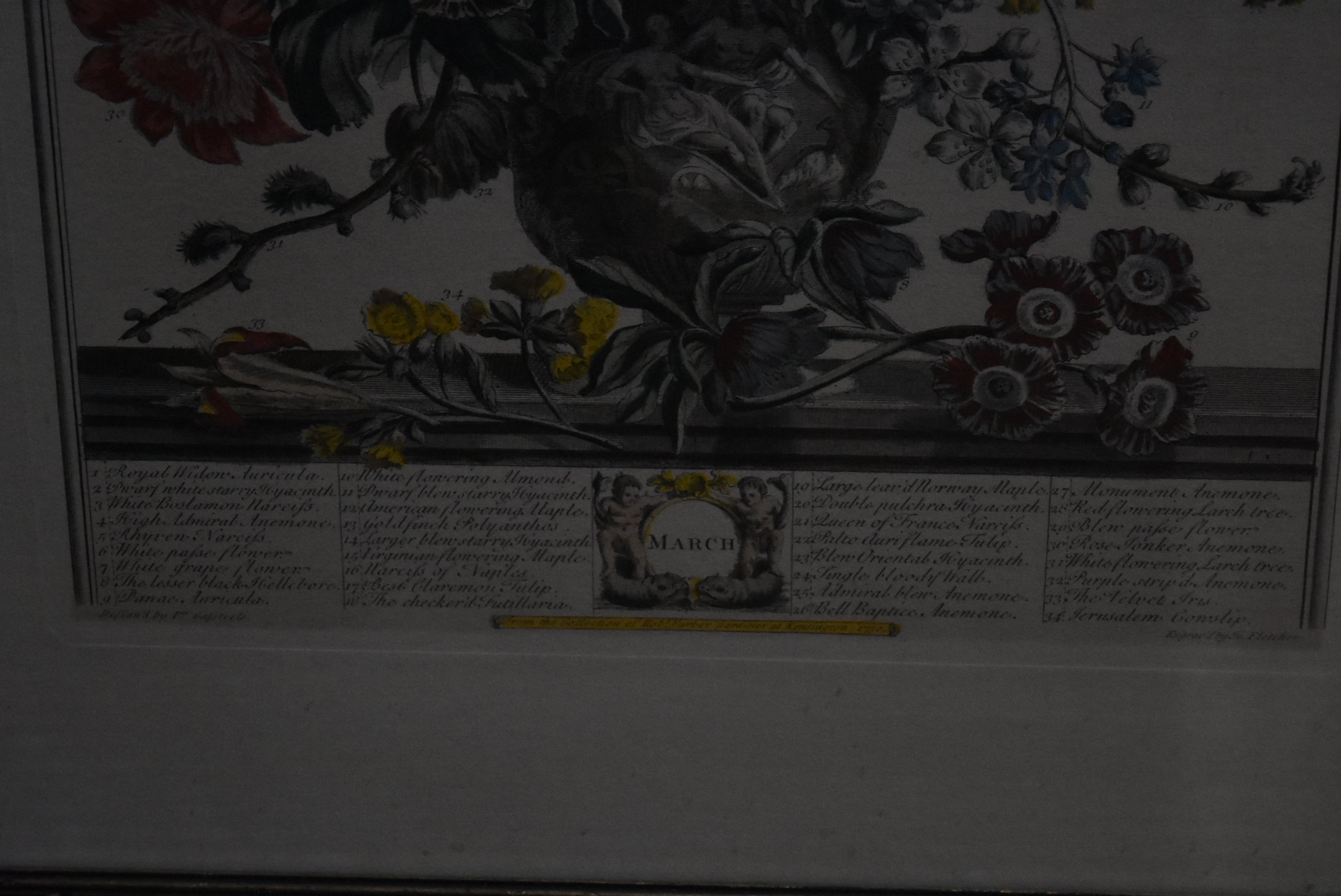 Peter Casteels & Henry Fletcher - March Flower Print