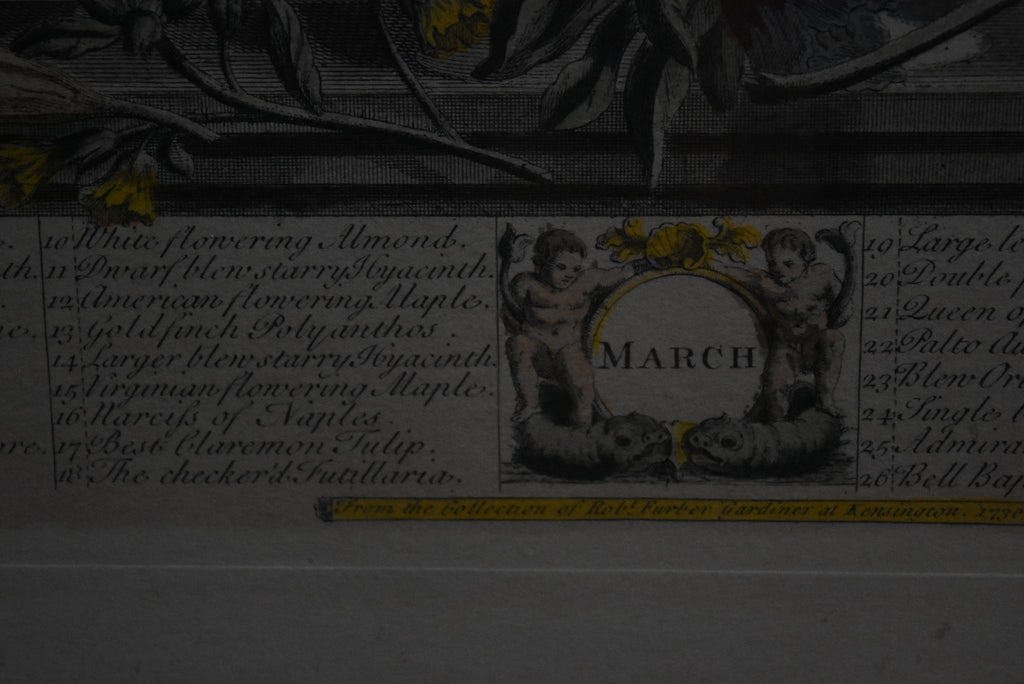 Peter Casteels & Henry Fletcher - March Flower Print