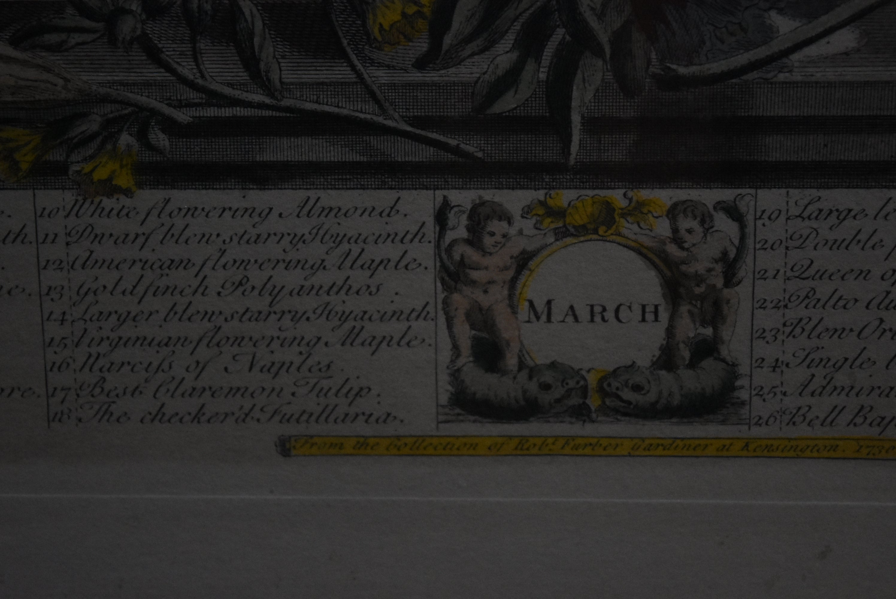 Peter Casteels & Henry Fletcher - March Flower Print