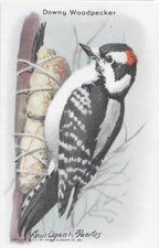 "Useful Birds of America" Vintage 1930s Lithograph Card Collection