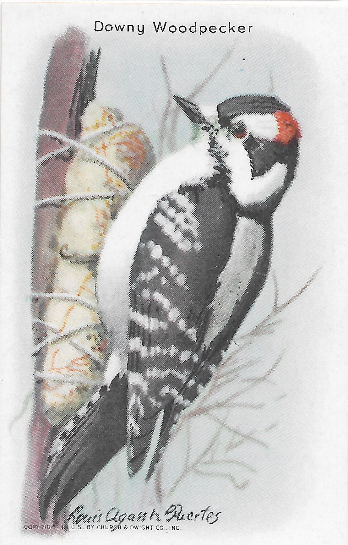"Useful Birds of America" Vintage 1930s Lithograph Card Collection